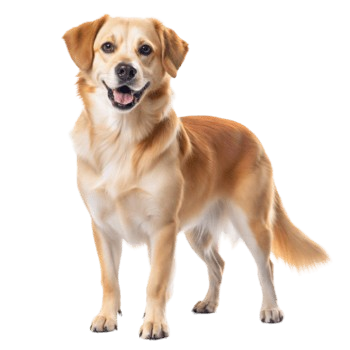 Dog2